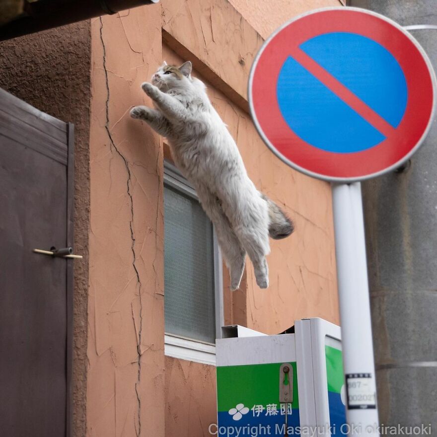 Photographer Continues To Photograph Cats On The Streets Proving That Cats Really Are The Kings Of The World (New Pics)