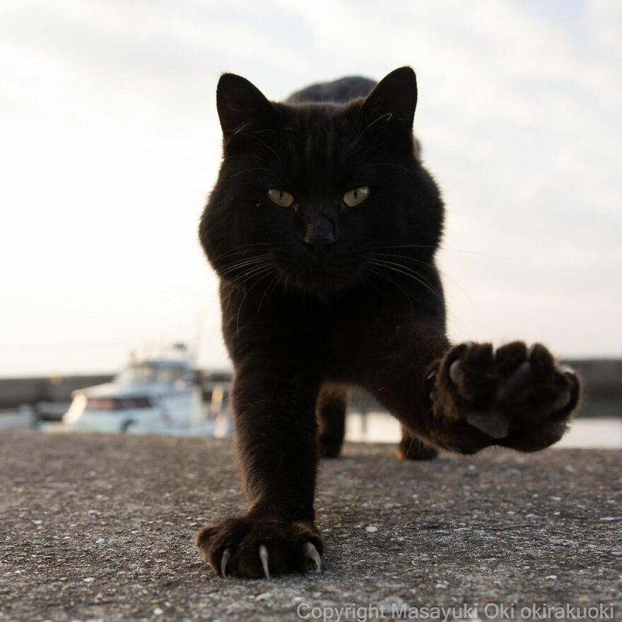 Photographer Continues To Photograph Cats On The Streets Proving That Cats Really Are The Kings Of The World (New Pics)