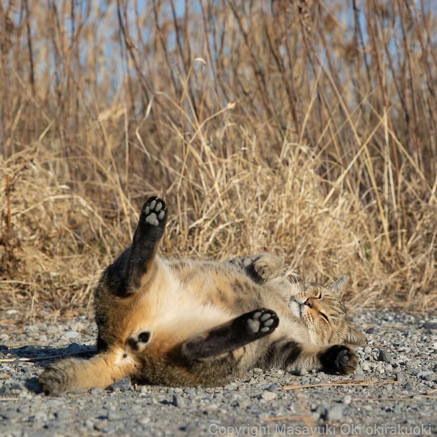 Photographer Continues To Photograph Cats On The Streets Proving That Cats Really Are The Kings Of The World (New Pics)