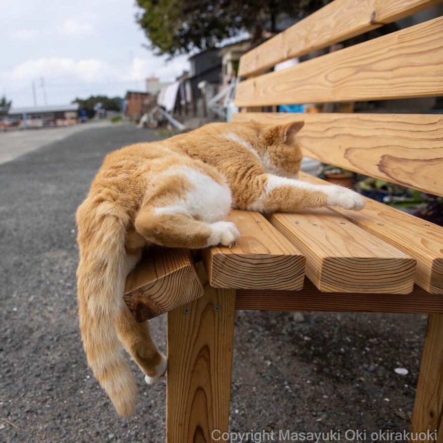 Photographer Continues To Photograph Cats On The Streets Proving That Cats Really Are The Kings Of The World (New Pics)