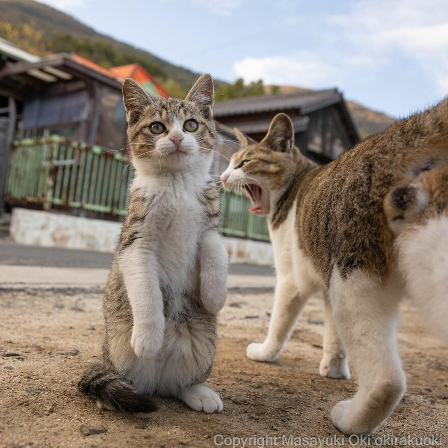 Photographer Continues To Photograph Cats On The Streets Proving That Cats Really Are The Kings Of The World (New Pics)