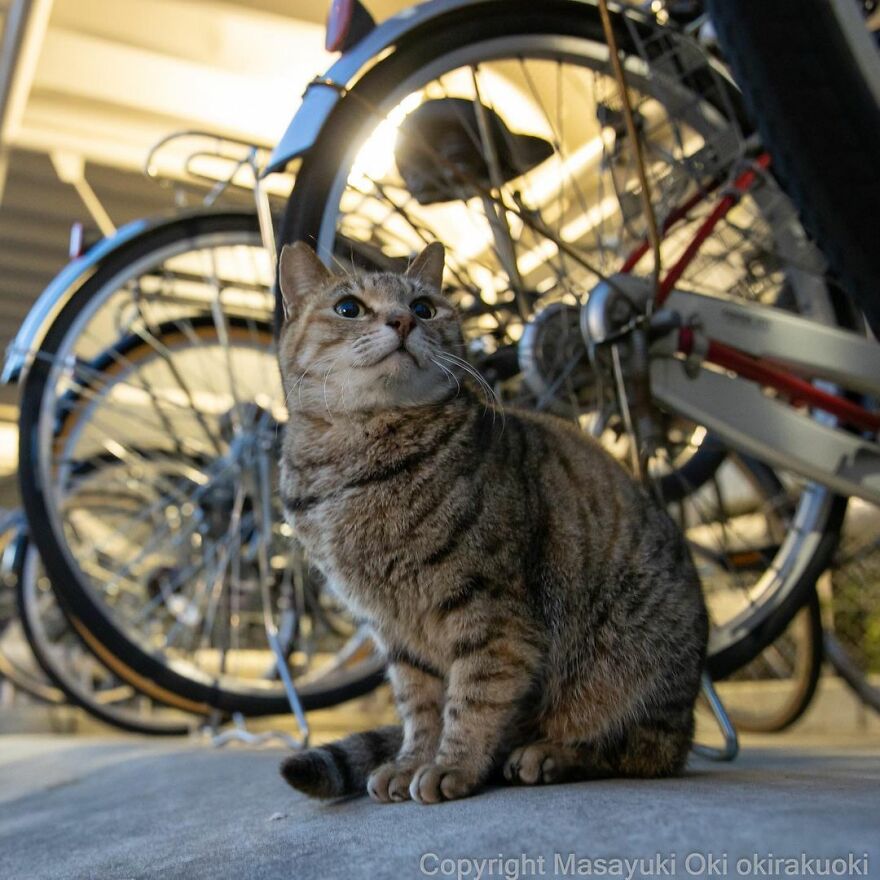 Photographer Continues To Photograph Cats On The Streets Proving That Cats Really Are The Kings Of The World (New Pics)