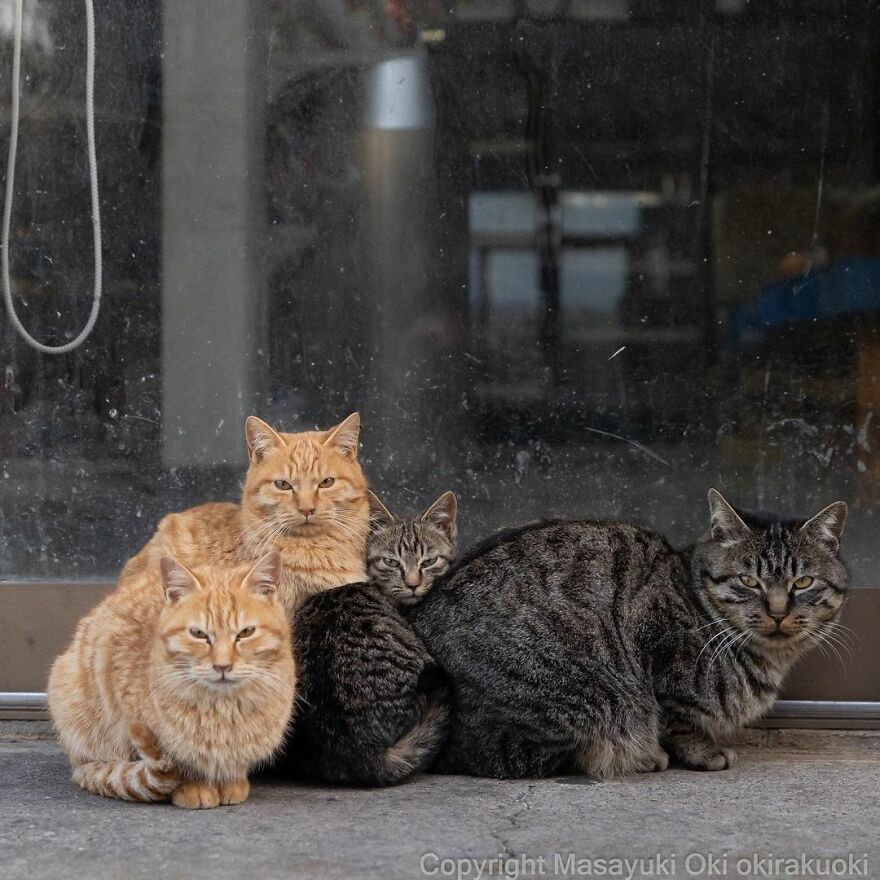 Photographer Continues To Photograph Cats On The Streets Proving That Cats Really Are The Kings Of The World (New Pics)