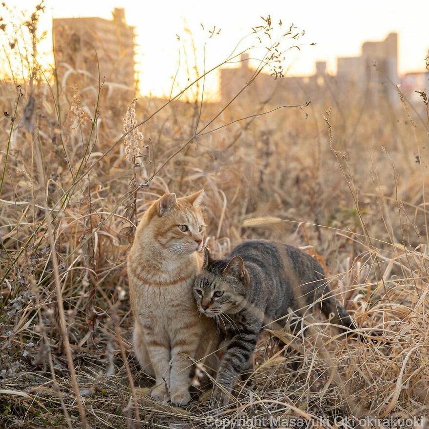 Photographer Continues To Photograph Cats On The Streets Proving That Cats Really Are The Kings Of The World (New Pics)
