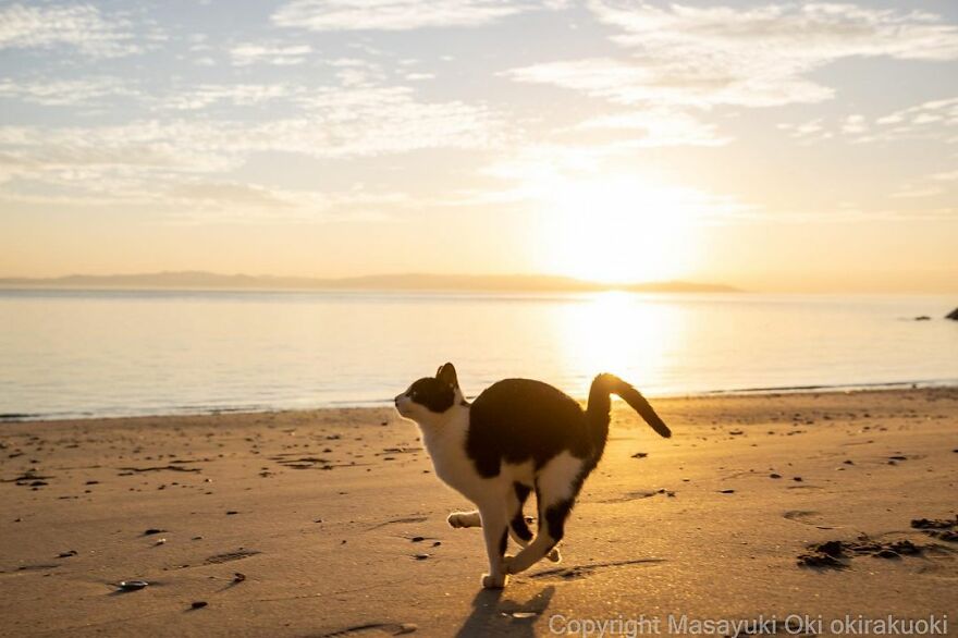 Photographer Continues To Photograph Cats On The Streets Proving That Cats Really Are The Kings Of The World (New Pics)