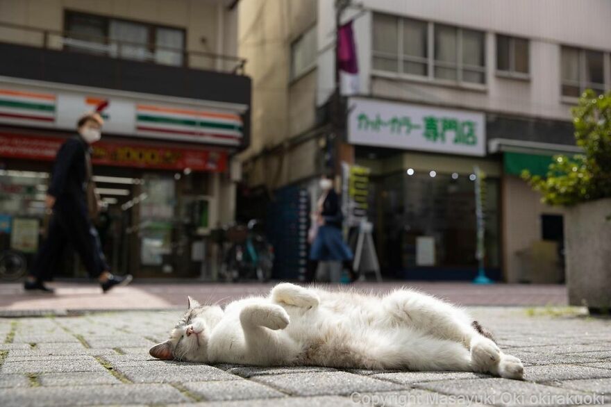 Photographer Continues To Photograph Cats On The Streets Proving That Cats Really Are The Kings Of The World (New Pics)