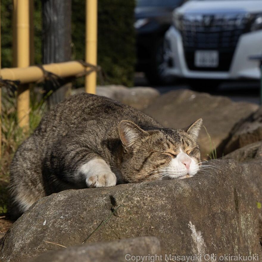 Photographer Continues To Photograph Cats On The Streets Proving That Cats Really Are The Kings Of The World (New Pics)