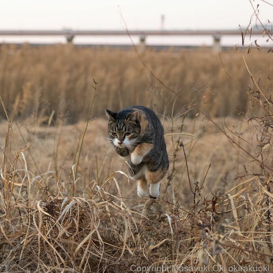 Photographer Continues To Photograph Cats On The Streets Proving That Cats Really Are The Kings Of The World (New Pics)