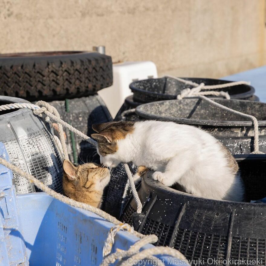 Photographer Continues To Photograph Cats On The Streets Proving That Cats Really Are The Kings Of The World (New Pics)