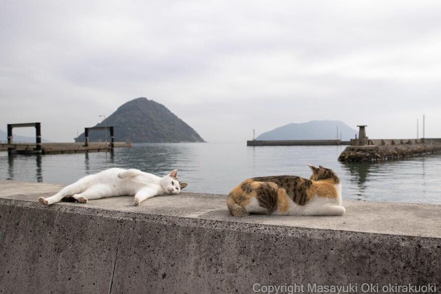 Photographer Continues To Photograph Cats On The Streets Proving That Cats Really Are The Kings Of The World (New Pics)