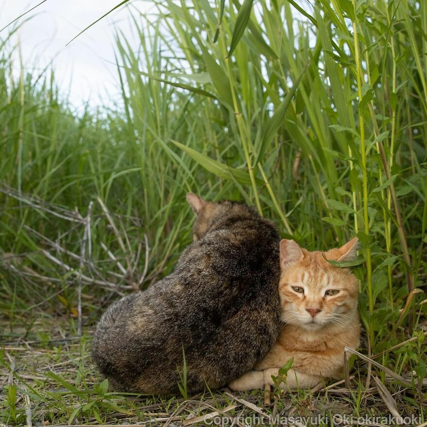 Photographer Continues To Photograph Cats On The Streets Proving That Cats Really Are The Kings Of The World (New Pics)
