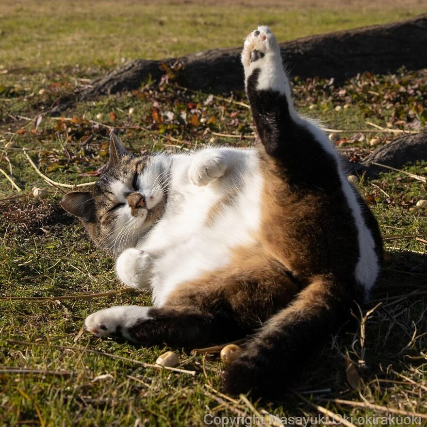 Photographer Continues To Photograph Cats On The Streets Proving That Cats Really Are The Kings Of The World (New Pics)