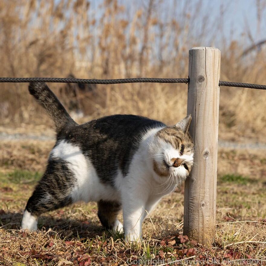 Photographer Continues To Photograph Cats On The Streets Proving That Cats Really Are The Kings Of The World (New Pics)