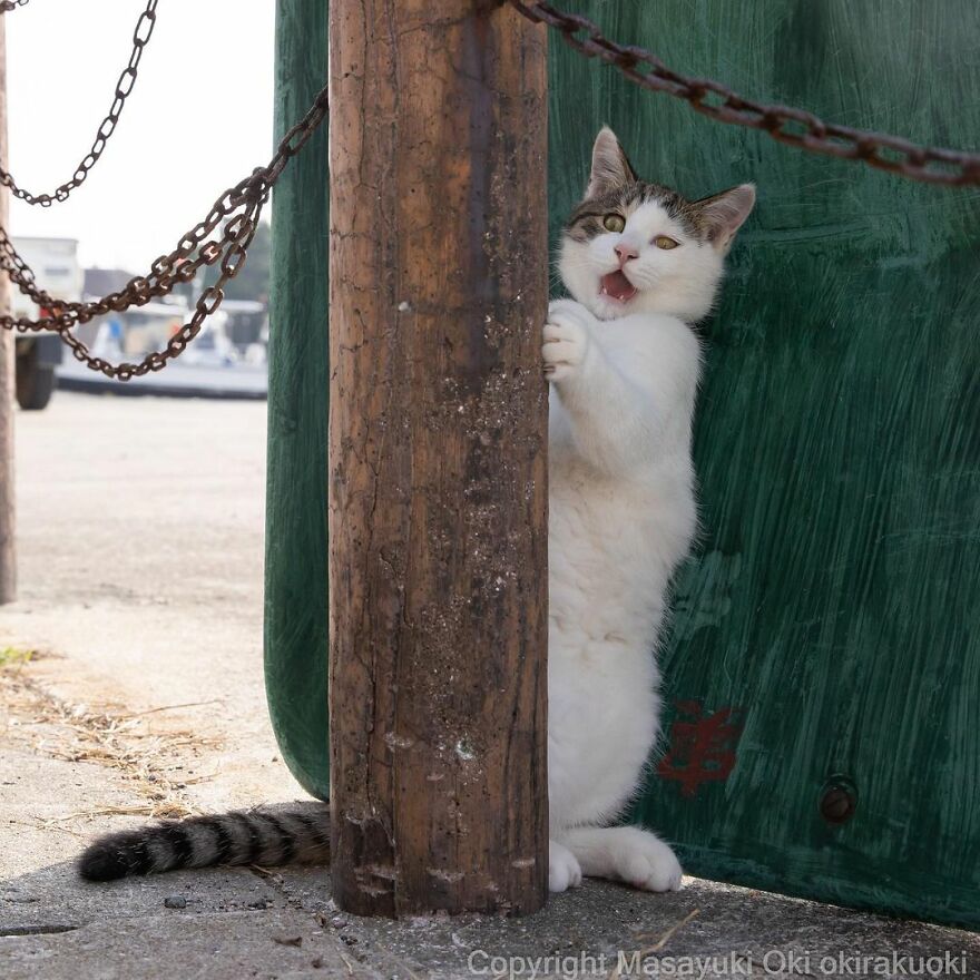 Photographer Continues To Photograph Cats On The Streets Proving That Cats Really Are The Kings Of The World (New Pics)