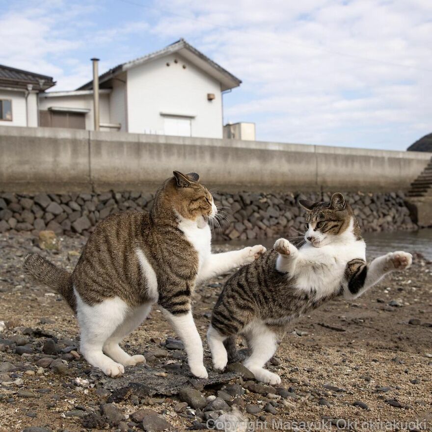 Photographer Continues To Photograph Cats On The Streets Proving That Cats Really Are The Kings Of The World (New Pics)