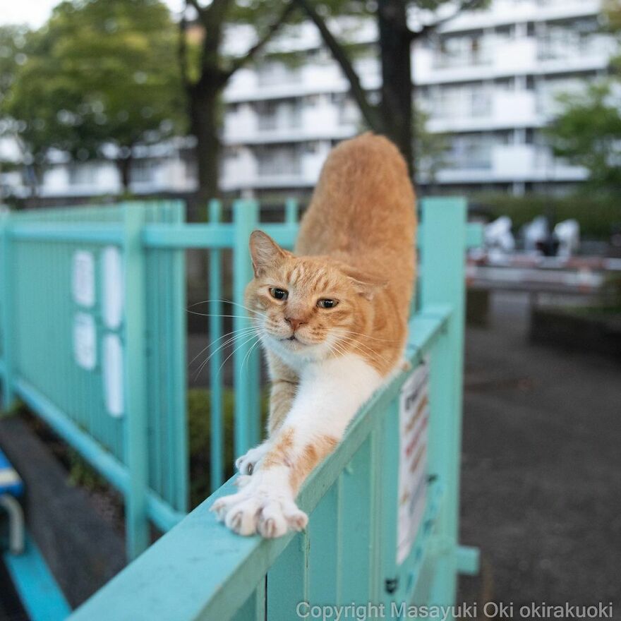 Photographer Continues To Photograph Cats On The Streets Proving That Cats Really Are The Kings Of The World (New Pics)