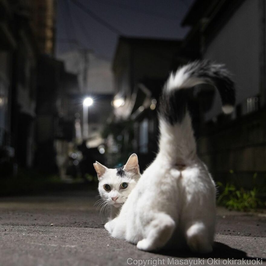 Photographer Continues To Photograph Cats On The Streets Proving That Cats Really Are The Kings Of The World (New Pics)