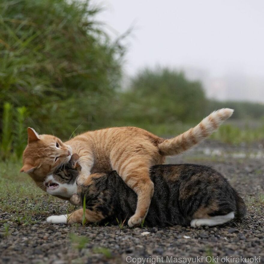 Photographer Continues To Photograph Cats On The Streets Proving That Cats Really Are The Kings Of The World (New Pics)