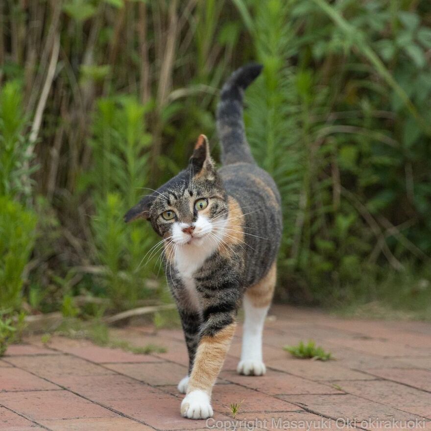 Photographer Continues To Photograph Cats On The Streets Proving That Cats Really Are The Kings Of The World (New Pics)