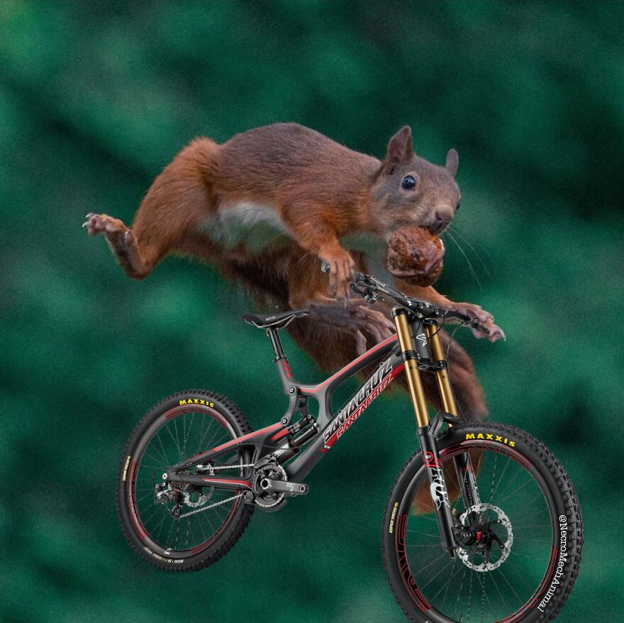 I'll Ride Just About Anything