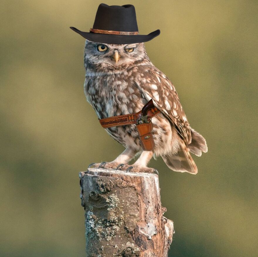 Oh Boy, Where Did I Leave My Horse Again?