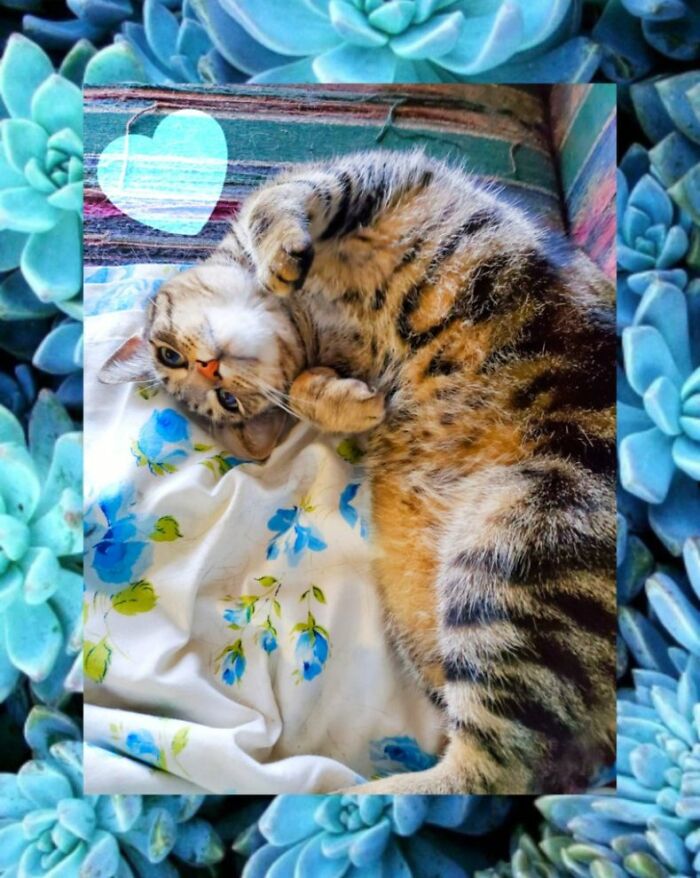 Aries, My Sister's Beloved Kitty