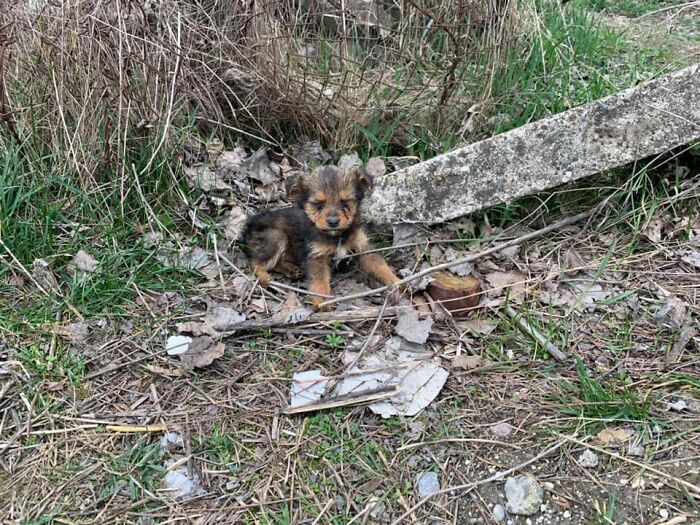 Pup Was Using A Shoe As A Shelter Until This Man Saved Him And Gave Him A Home Pup Was Using A Shoe As A Shelter Until This Man Saved Him And Gave Him A Home