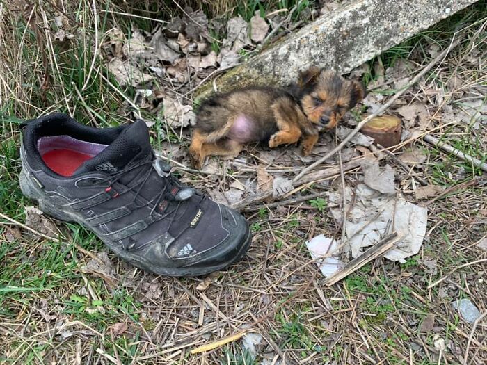 Pup Was Using A Shoe As A Shelter Until This Man Saved Him And Gave Him A Home Pup Was Using A Shoe As A Shelter Until This Man Saved Him And Gave Him A Home