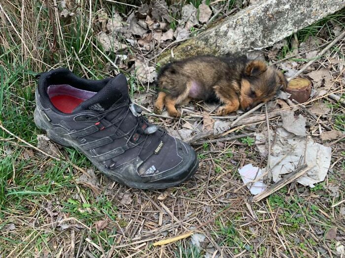 Pup Was Using A Shoe As A Shelter Until This Man Saved Him And Gave Him A Home Pup Was Using A Shoe As A Shelter Until This Man Saved Him And Gave Him A Home