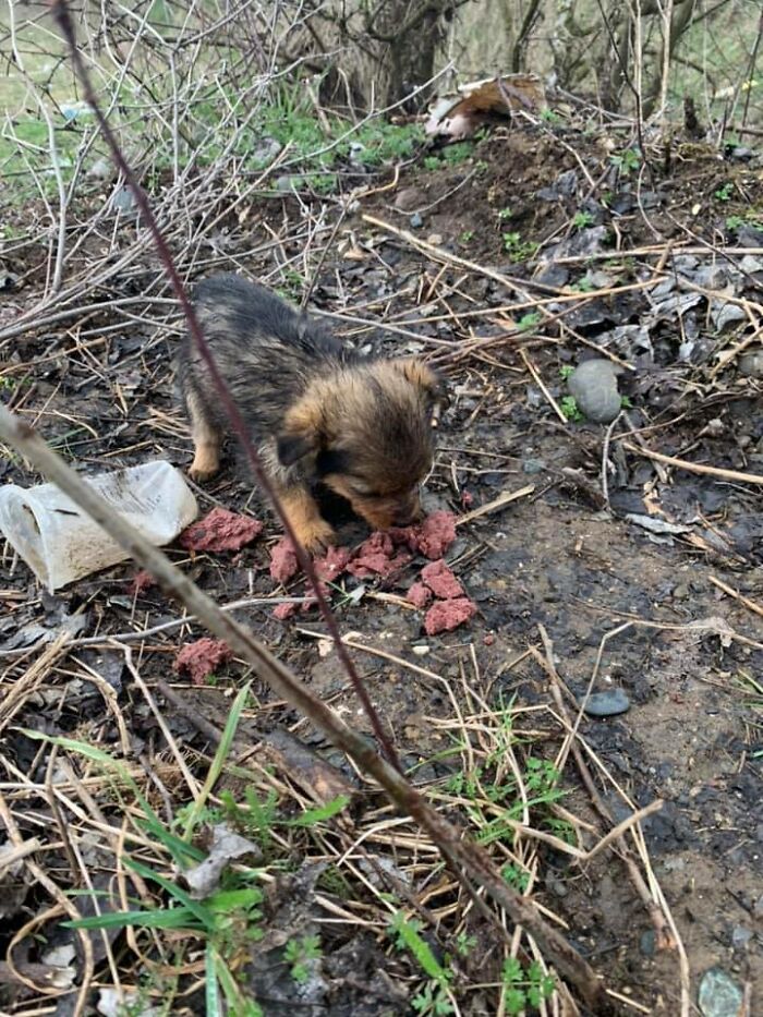 Pup Was Using A Shoe As A Shelter Until This Man Saved Him And Gave Him A Home Pup Was Using A Shoe As A Shelter Until This Man Saved Him And Gave Him A Home