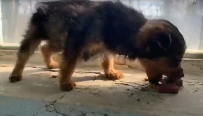 Pup Was Using A Shoe As A Shelter Until This Man Saved Him And Gave Him A Home Pup Was Using A Shoe As A Shelter Until This Man Saved Him And Gave Him A Home