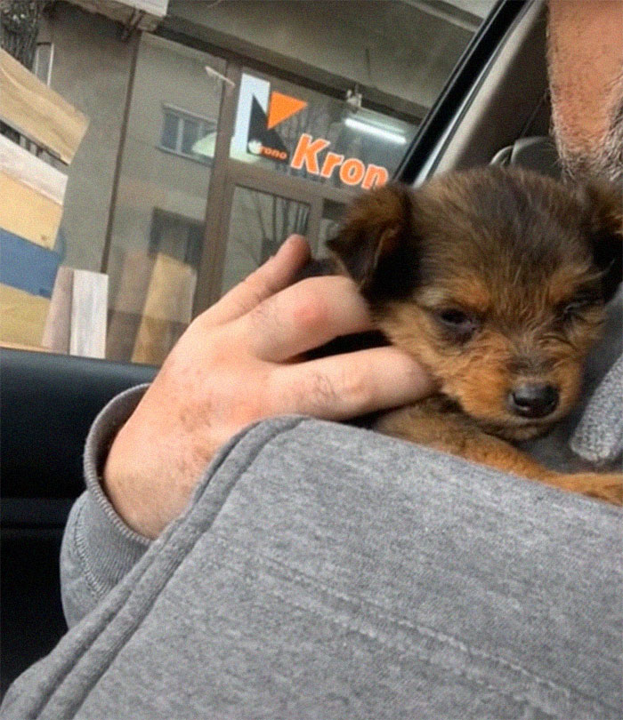 Pup Was Using A Shoe As A Shelter Until This Man Saved Him And Gave Him A Home Pup Was Using A Shoe As A Shelter Until This Man Saved Him And Gave Him A Home