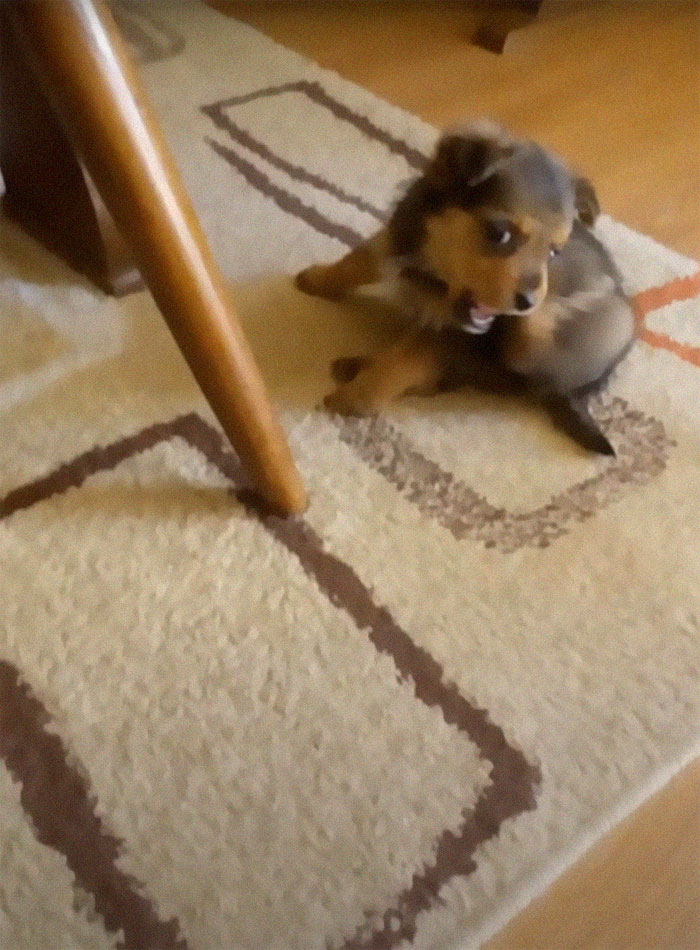 Pup Was Using A Shoe As A Shelter Until This Man Saved Him And Gave Him A Home Pup Was Using A Shoe As A Shelter Until This Man Saved Him And Gave Him A Home