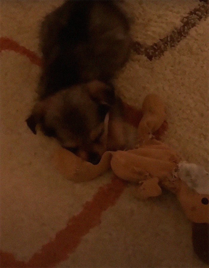 Pup Was Using A Shoe As A Shelter Until This Man Saved Him And Gave Him A Home Pup Was Using A Shoe As A Shelter Until This Man Saved Him And Gave Him A Home