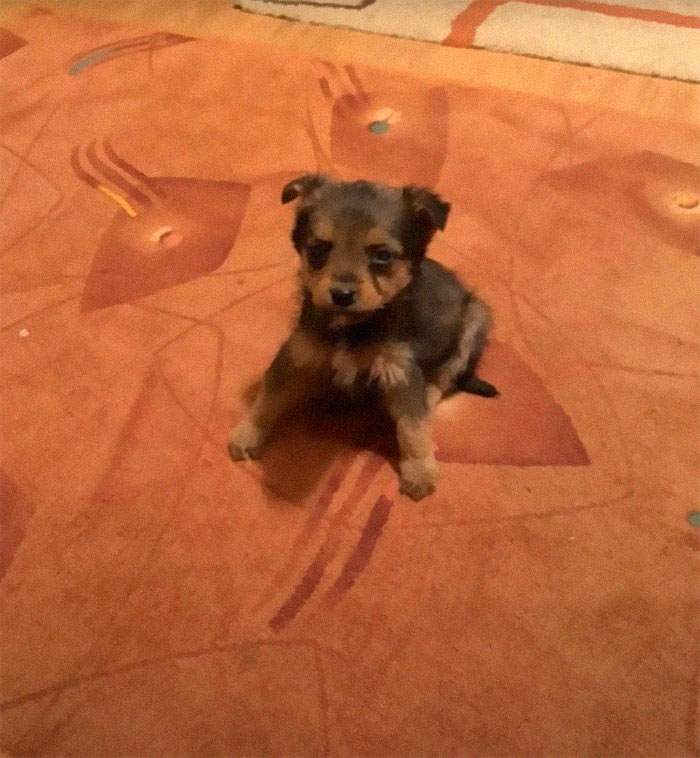 Pup Was Using A Shoe As A Shelter Until This Man Saved Him And Gave Him A Home Pup Was Using A Shoe As A Shelter Until This Man Saved Him And Gave Him A Home