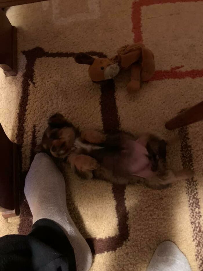 Pup Was Using A Shoe As A Shelter Until This Man Saved Him And Gave Him A Home Pup Was Using A Shoe As A Shelter Until This Man Saved Him And Gave Him A Home