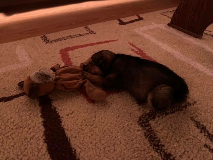 Pup Was Using A Shoe As A Shelter Until This Man Saved Him And Gave Him A Home Pup Was Using A Shoe As A Shelter Until This Man Saved Him And Gave Him A Home
