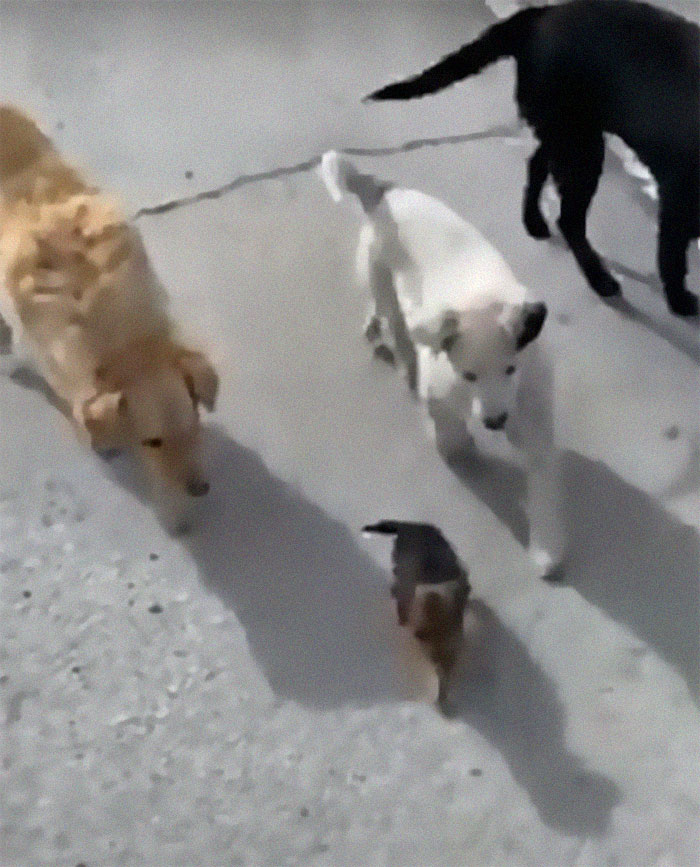 Pup Was Using A Shoe As A Shelter Until This Man Saved Him And Gave Him A Home Pup Was Using A Shoe As A Shelter Until This Man Saved Him And Gave Him A Home