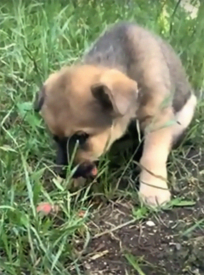 Pup Was Using A Shoe As A Shelter Until This Man Saved Him And Gave Him A Home Pup Was Using A Shoe As A Shelter Until This Man Saved Him And Gave Him A Home