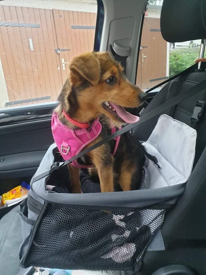 Pup Was Using A Shoe As A Shelter Until This Man Saved Him And Gave Him A Home Pup Was Using A Shoe As A Shelter Until This Man Saved Him And Gave Him A Home