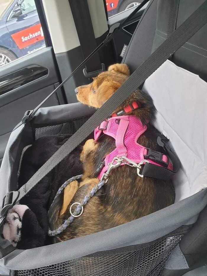 Pup Was Using A Shoe As A Shelter Until This Man Saved Him And Gave Him A Home Pup Was Using A Shoe As A Shelter Until This Man Saved Him And Gave Him A Home