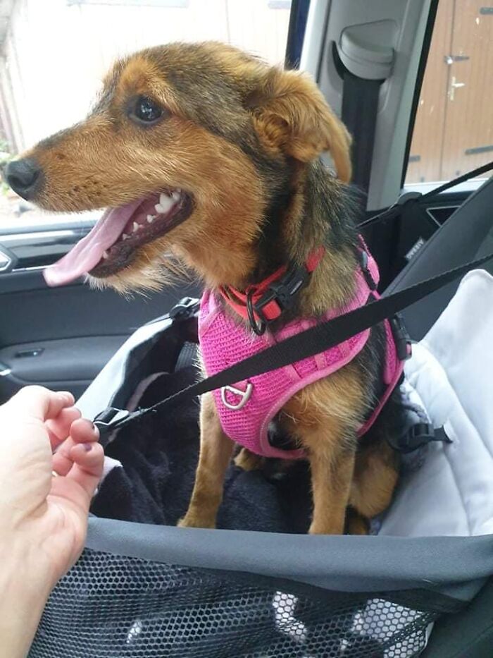 Pup Was Using A Shoe As A Shelter Until This Man Saved Him And Gave Him A Home Pup Was Using A Shoe As A Shelter Until This Man Saved Him And Gave Him A Home