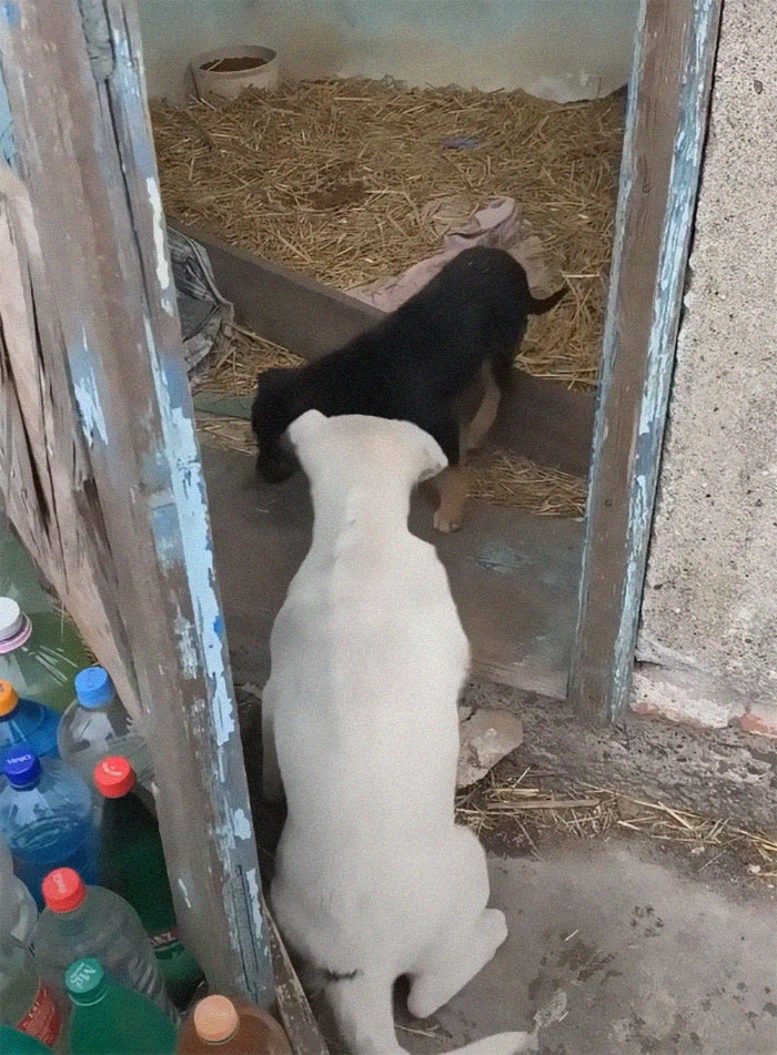 Pup Was Using A Shoe As A Shelter Until This Man Saved Him And Gave Him A Home Pup Was Using A Shoe As A Shelter Until This Man Saved Him And Gave Him A Home