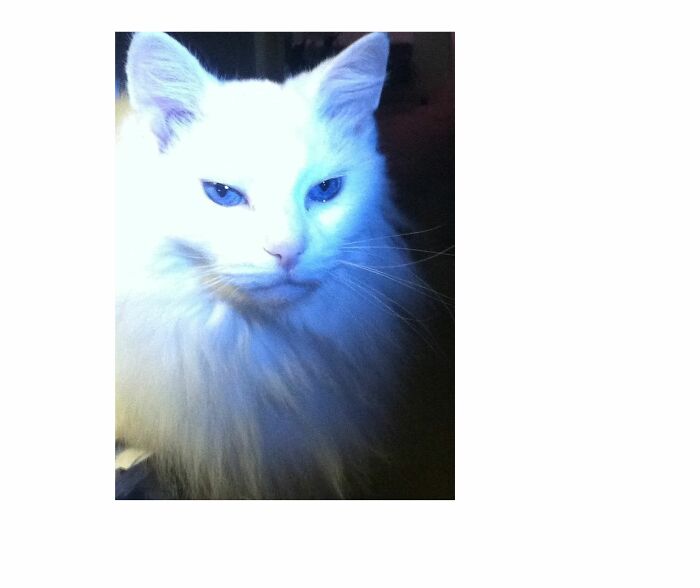 Best Game Of Thrones, White Walker Cat Photo.