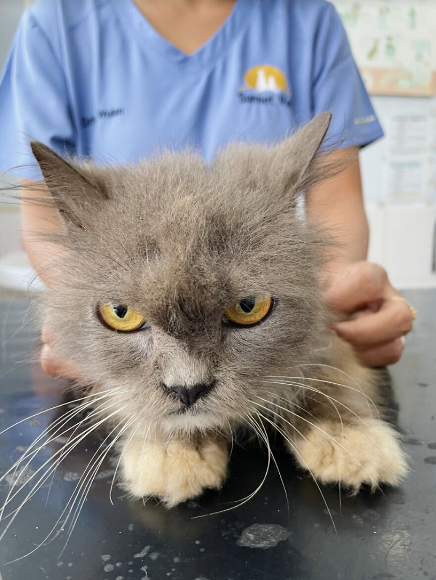 Bali&rsquo;s Very Own Rescued Grumpy Cat