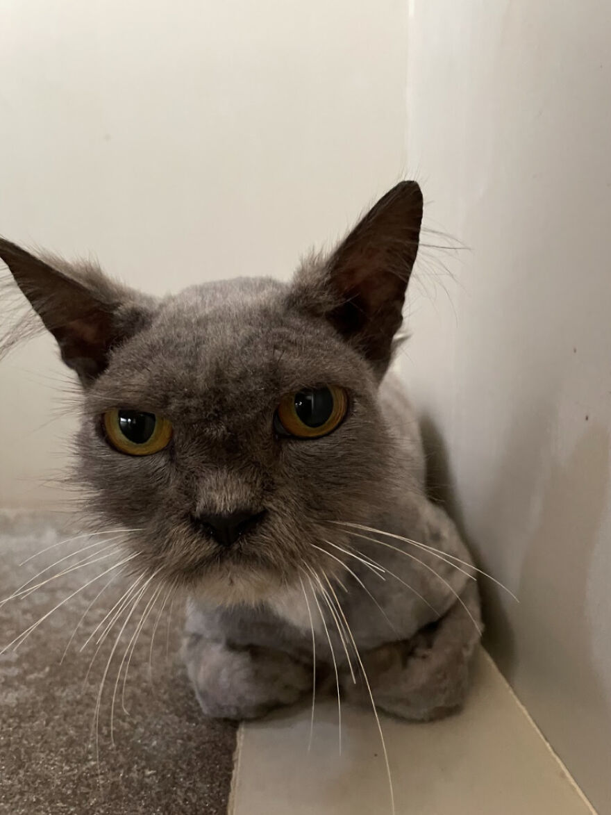 Bali&rsquo;s Very Own Rescued Grumpy Cat