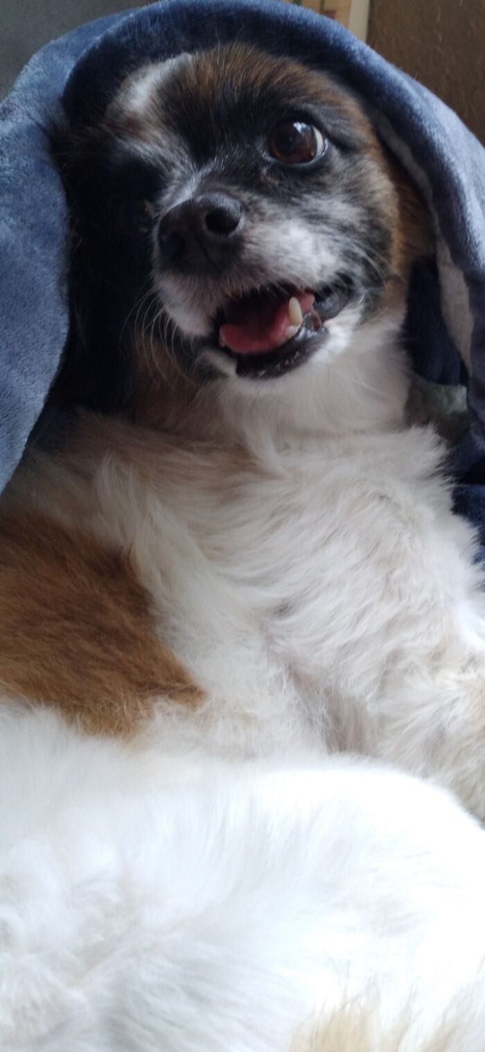 Jojo Peeking Out Of The Blanket After A "Nesting Frenzy" She's Panting From Kicking Up The Blankets Lol