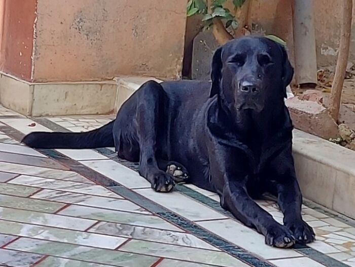 Jumbo Likes To Spend His Evenings By The Garden