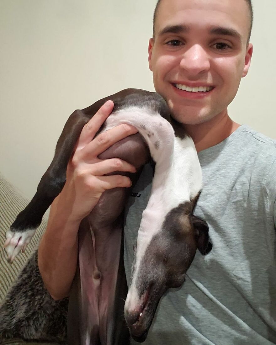 Italian Greyhound "Melts" When His Owner Tries To Take Pictures With Him Italian Greyhound "Melts" When His Owner Tries To Take Pictures With Him