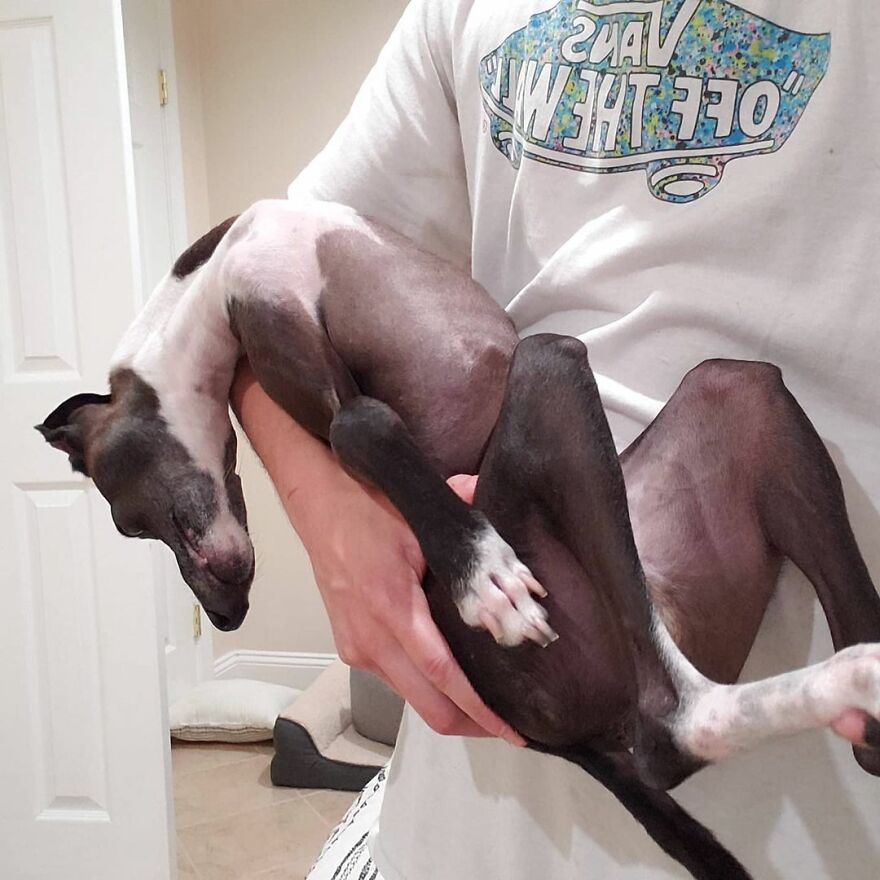 Italian Greyhound "Melts" When His Owner Tries To Take Pictures With Him Italian Greyhound "Melts" When His Owner Tries To Take Pictures With Him